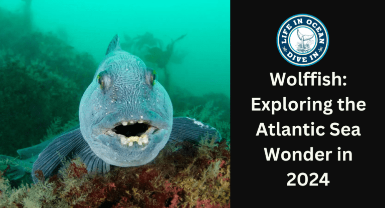 Wolffish: Exploring the Atlantic Sea Wonder in 2024