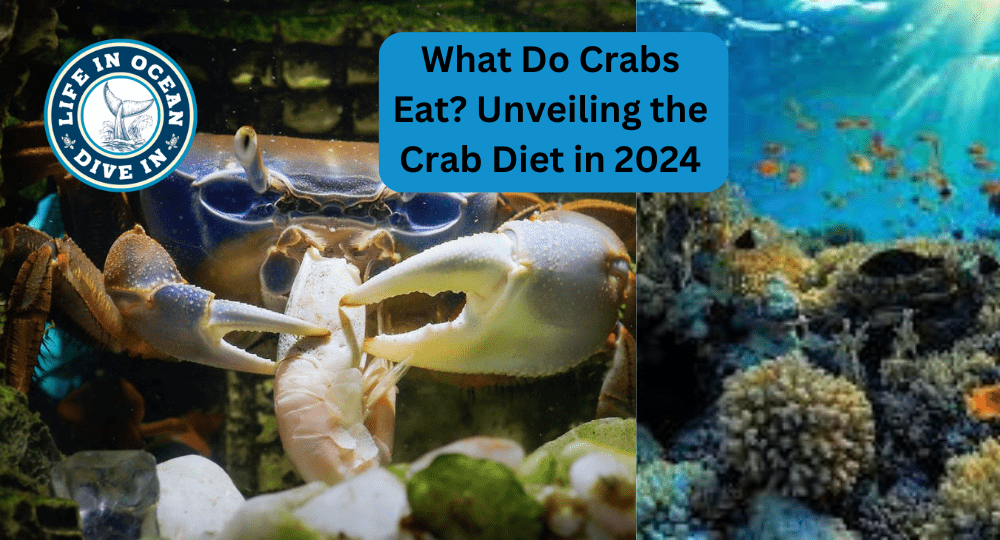 What Do Crabs Eat? Unveiling the Crab Diet in 2024