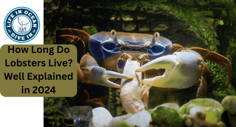 How Long Do Lobsters Live? Well Explained in 2024