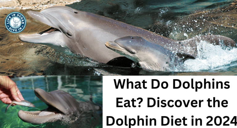 What Do Dolphins Eat? Discover the Dolphin Diet in 2024 - Life in Ocean