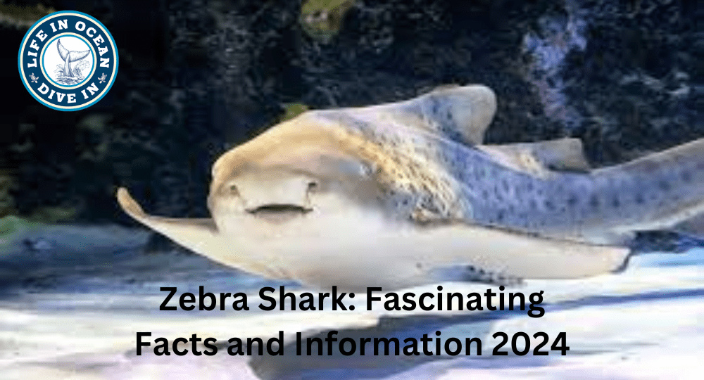 Zebra Shark: Fascinating Facts and Information 2024