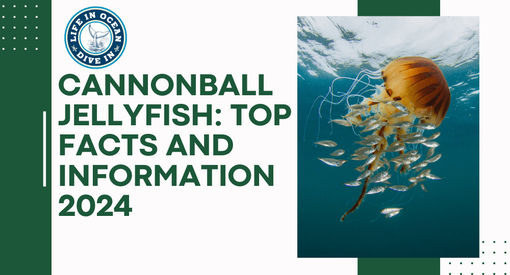 Cannonball Jellyfish: Top Facts and Information 2024