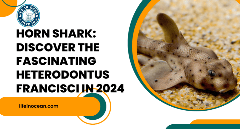 Horn Shark: Discover the Fascinating Heterodontus Francisci in 2024