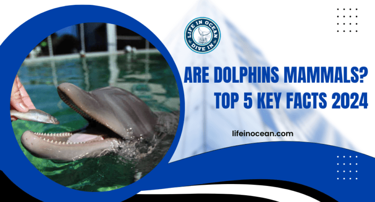 Are Dolphins Mammals? Top 5 Key Facts 2024