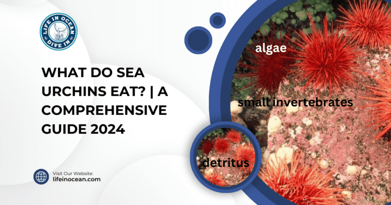 What Do Sea Urchins Eat? | A Comprehensive Guide 2024