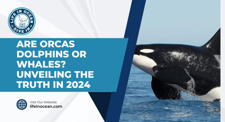 Are Orcas Dolphins or Whales? Unveiling the Truth in 2024