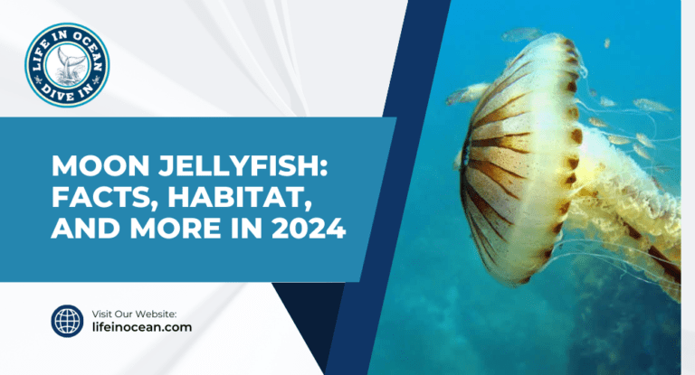 Moon Jellyfish: Facts, Habitat, and More in 2024