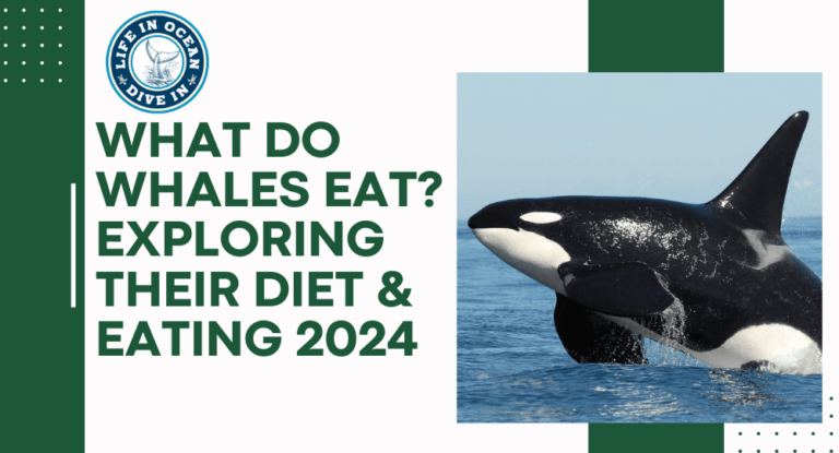 What Do Whales Eat? Exploring Their Diet & Eating 2024