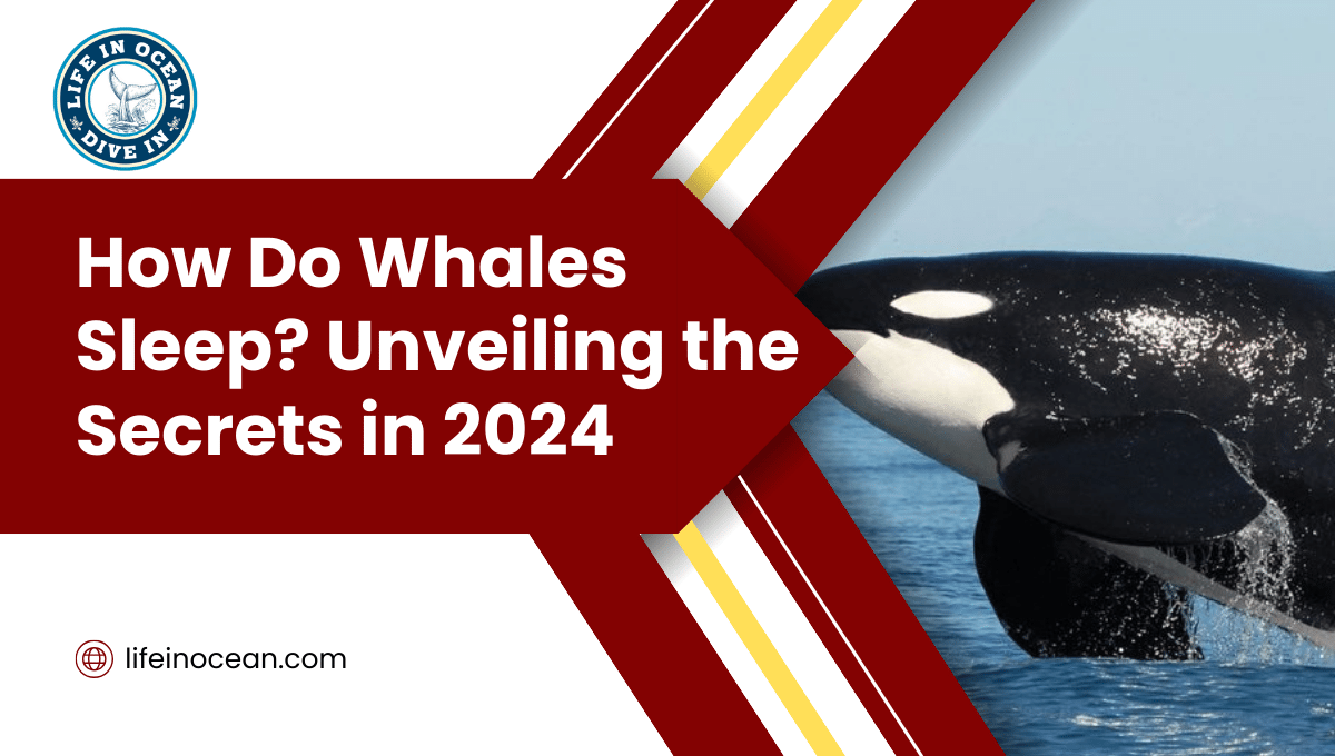 How Do Whales Sleep? Unveiling the Secrets in 2024