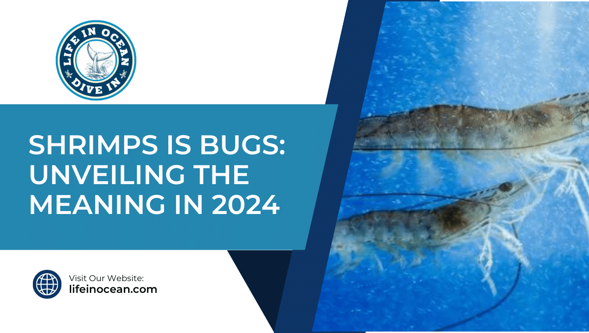 Shrimps is Bugs: Unveiling the Meaning in 2024