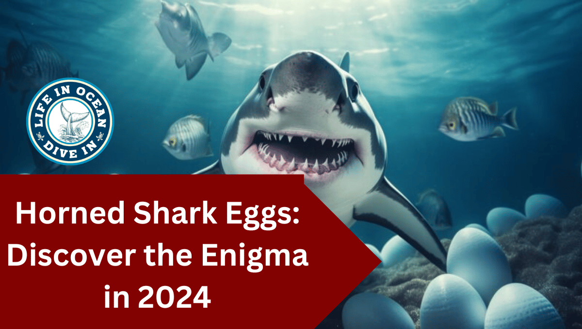 Horned Shark Eggs: Discover the Enigma in 2024