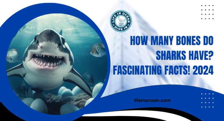 How Many Bones Do Sharks Have? Fascinating Facts! 2024