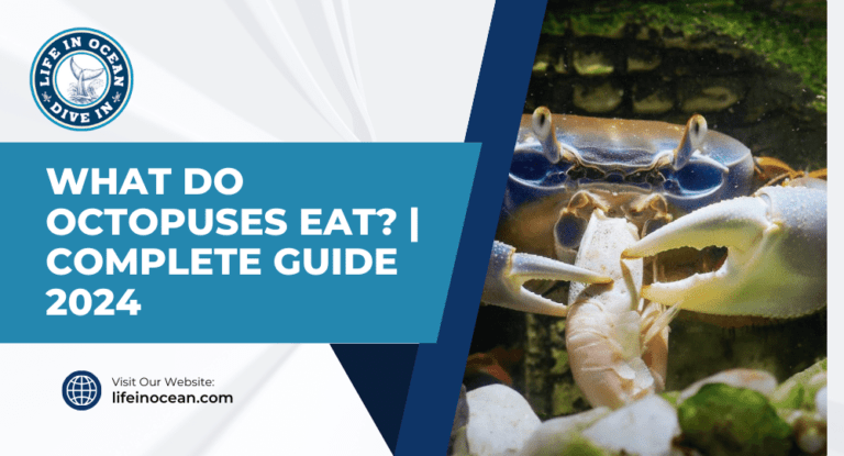 What Do Octopuses Eat? | Complete Guide 2024