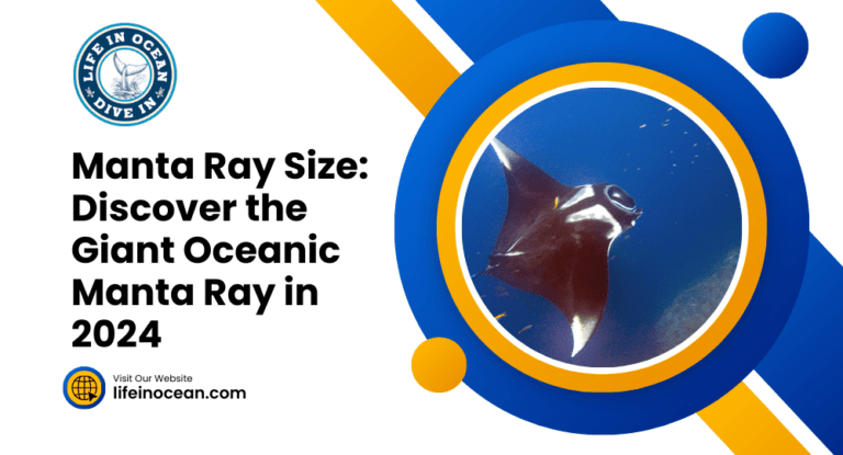 Manta Ray Size: Discover the Giant Oceanic Manta Ray in 2024