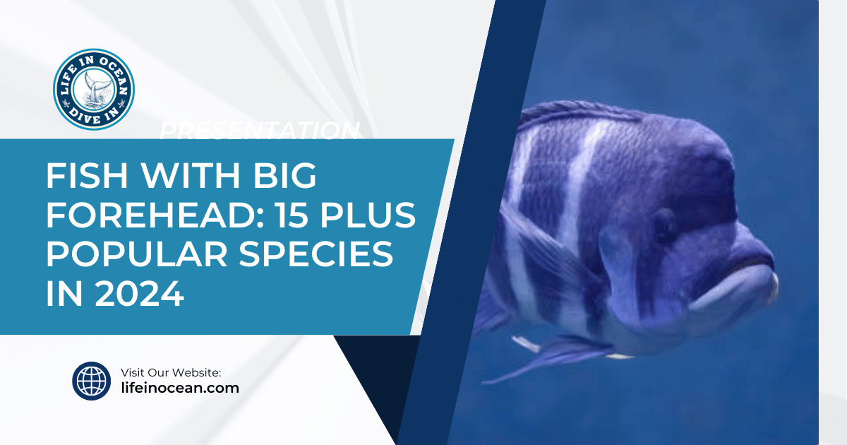 Fish with Big Forehead: 15 Plus Popular Species in 2024