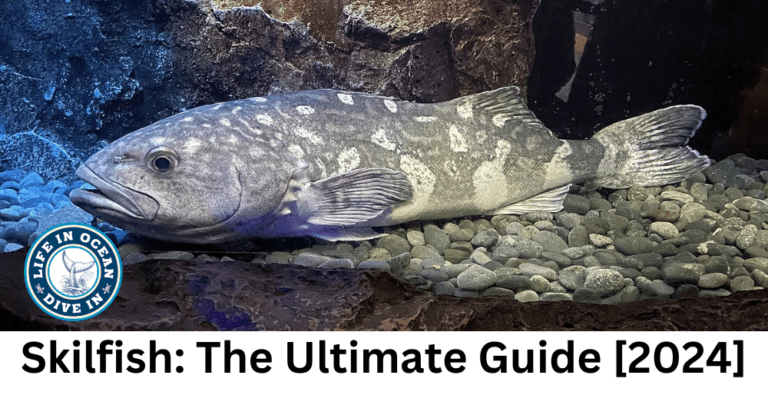 Skilfish: The Ultimate Guide [2024]