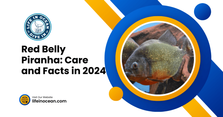 Red Belly Piranha: Care and Facts in 2024