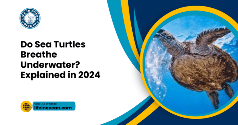 Do Sea Turtles Breathe Underwater? Explained in 2024