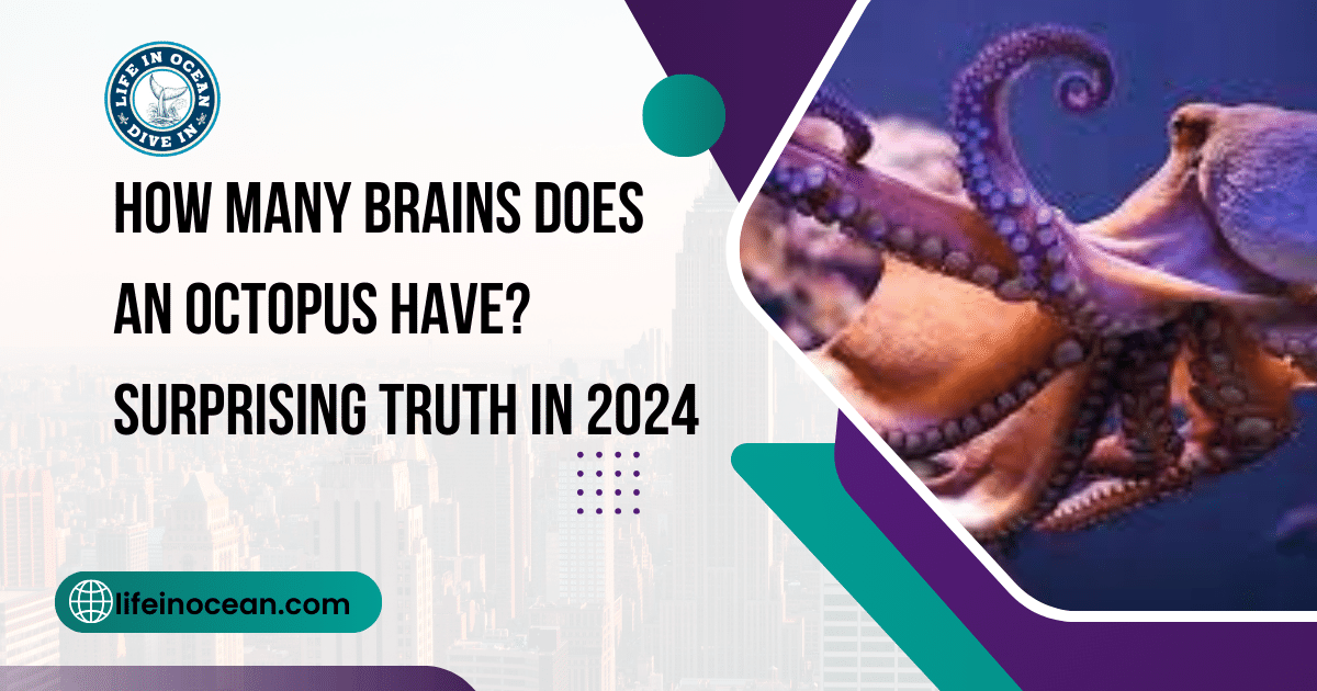 How Many Brains Does an Octopus Have? Surprising Truth in 2024