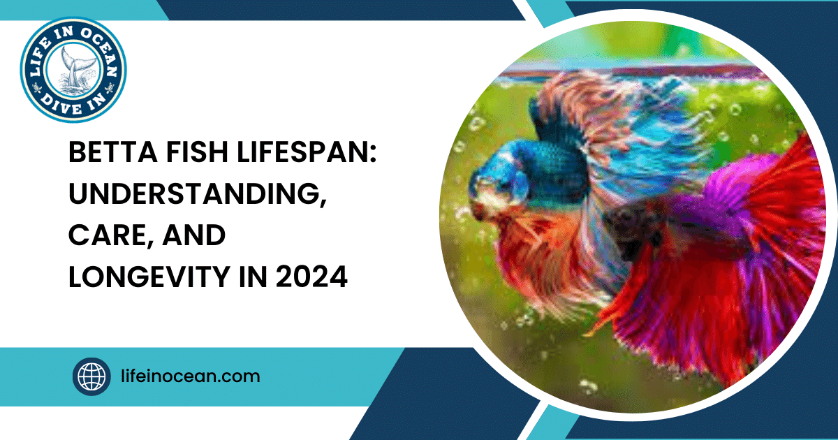 Betta Fish Lifespan: Understanding, Care, and Longevity in 2024