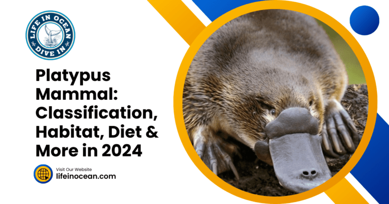 Platypus Mammal: Classification, Habitat, Diet & More in 2024