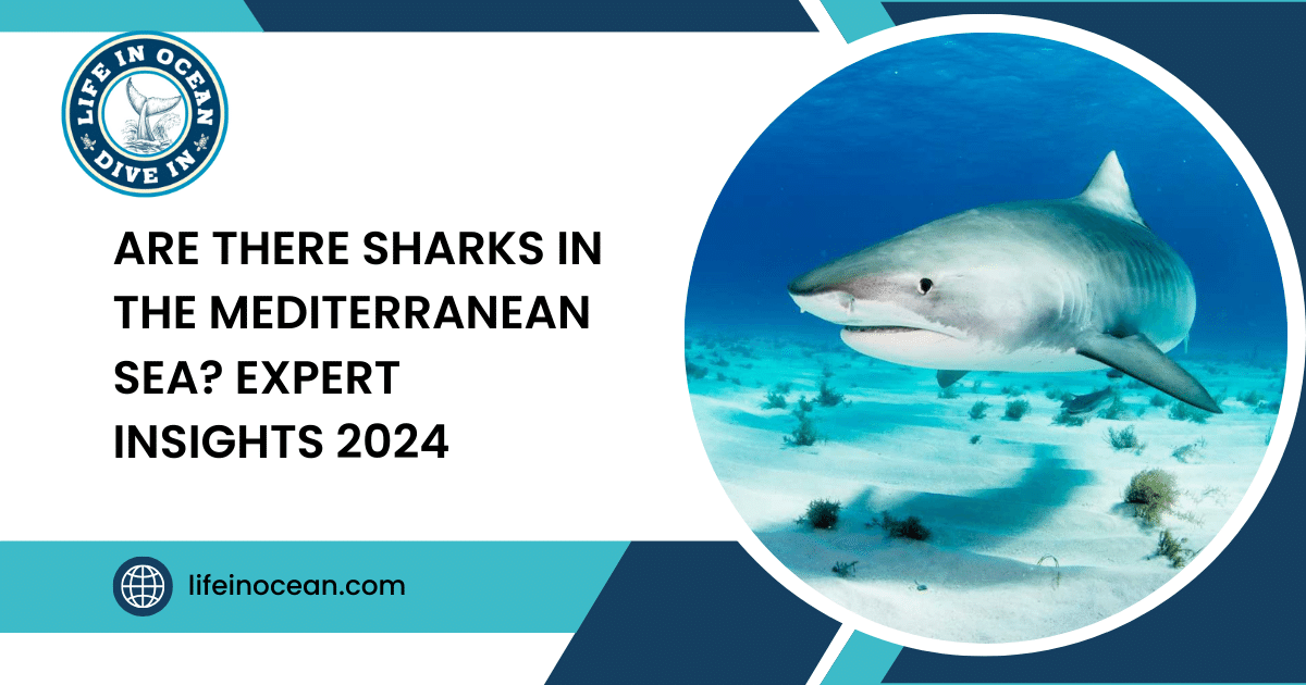 Are There Sharks in the Mediterranean Sea? Expert Insights 2024
