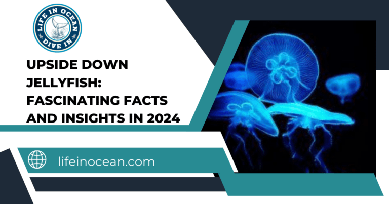 Upside Down Jellyfish: Fascinating Facts and Insights in 2024