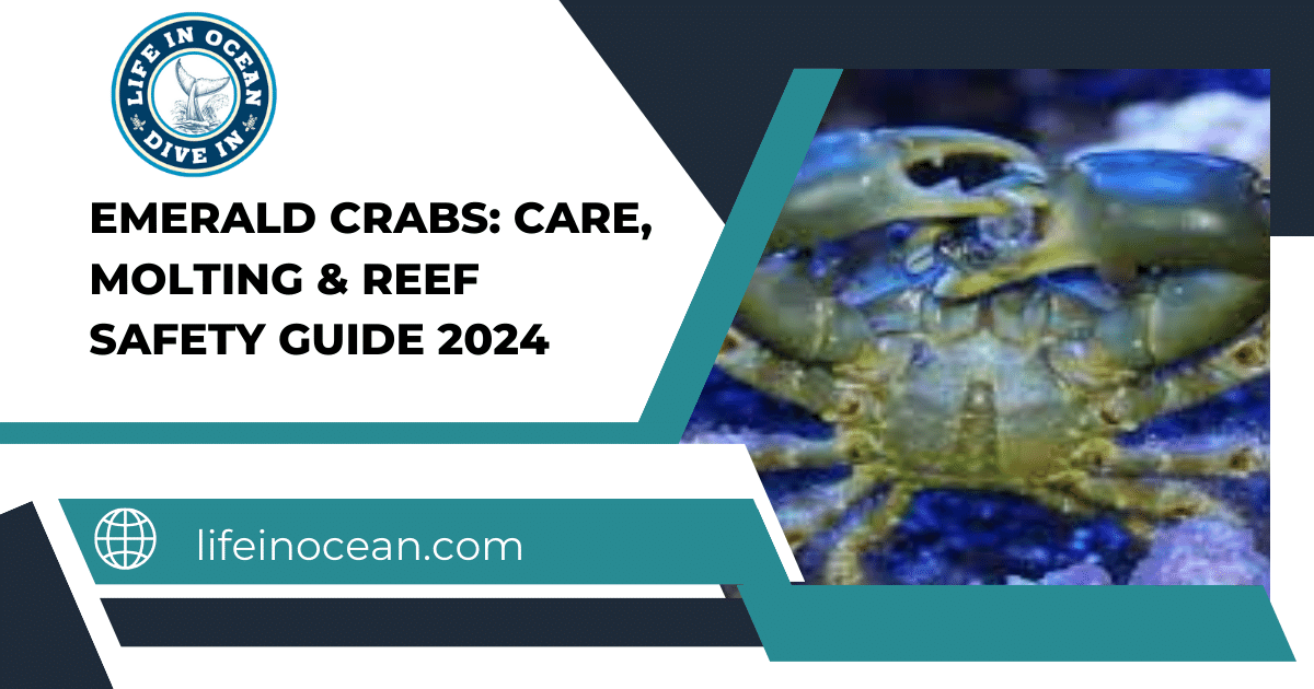 Emerald Crabs: Care, Molting & Reef Safety Guide 2024
