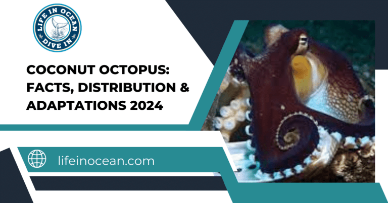 Coconut Octopus: Facts, Distribution & Adaptations 2024