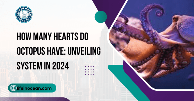 How Many Hearts Do Octopus Have: Unveiling System in 2024