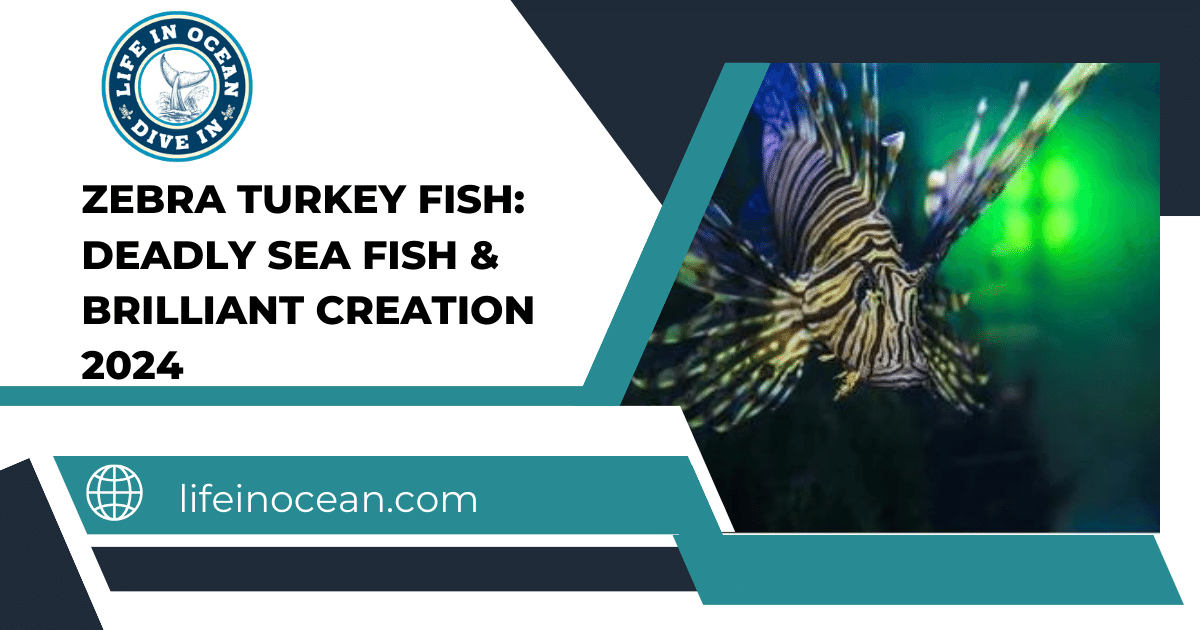 Zebra Turkey fish: Deadly Sea Fish & Brilliant Creation 2024