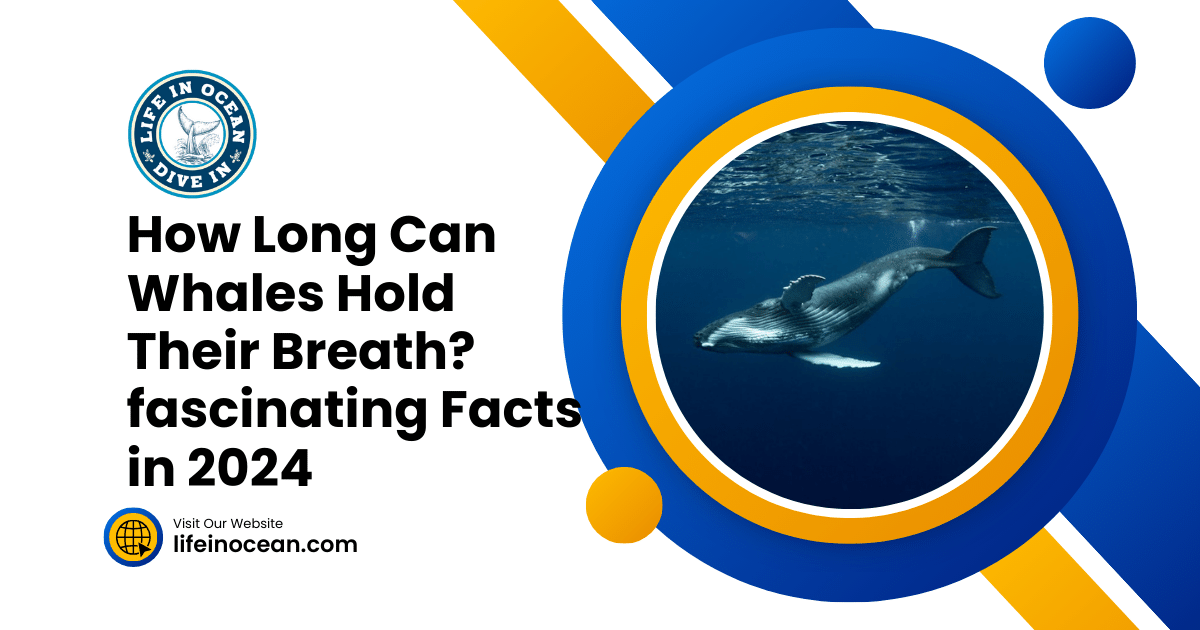 How Long Can Whales Hold Their Breath? fascinating Facts in 2024