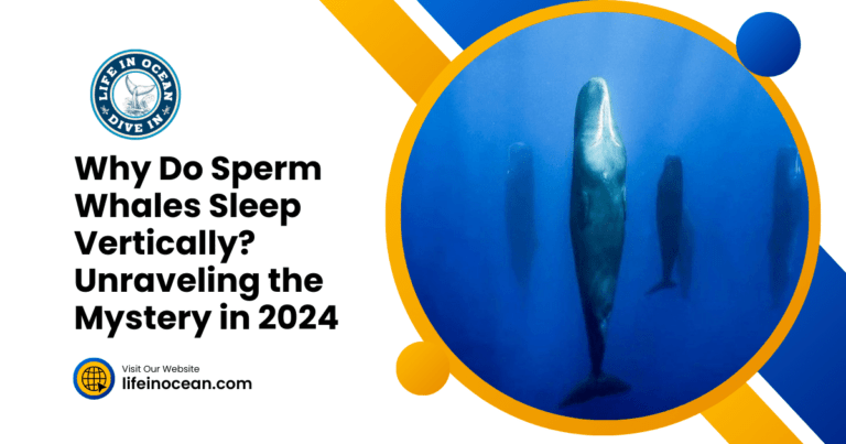 Why Do Sperm Whales Sleep Vertically? Unraveling the Mystery in 2024