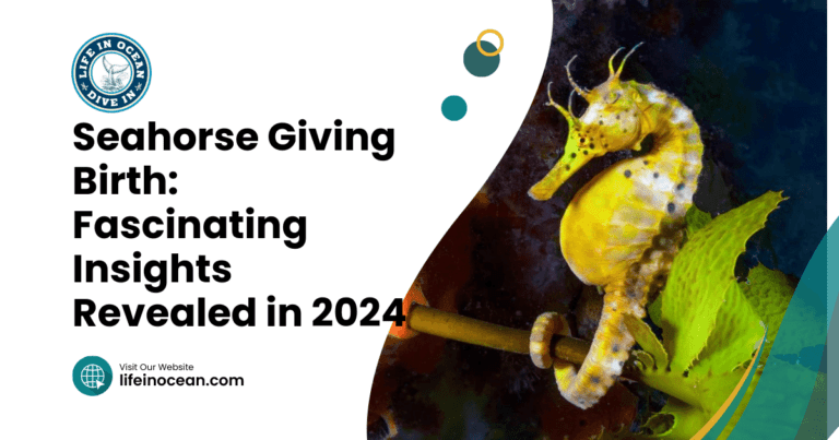 Seahorse Giving Birth: Fascinating Insights Revealed 2024