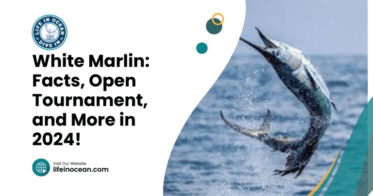 White Marlin: Facts, Open Tournament, and More in 2024!