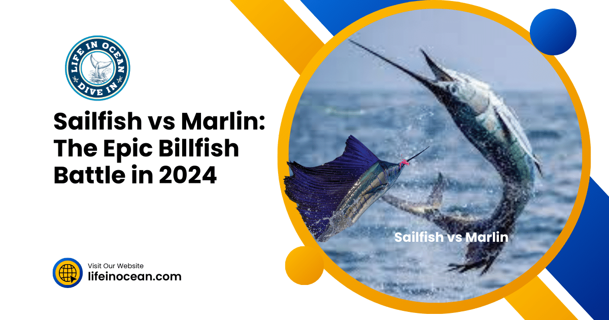 Sailfish vs Marlin: The Epic Billfish Battle in 2024