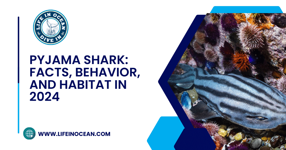 Pyjama Shark: Best Facts, Behavior, and Habitat 2024