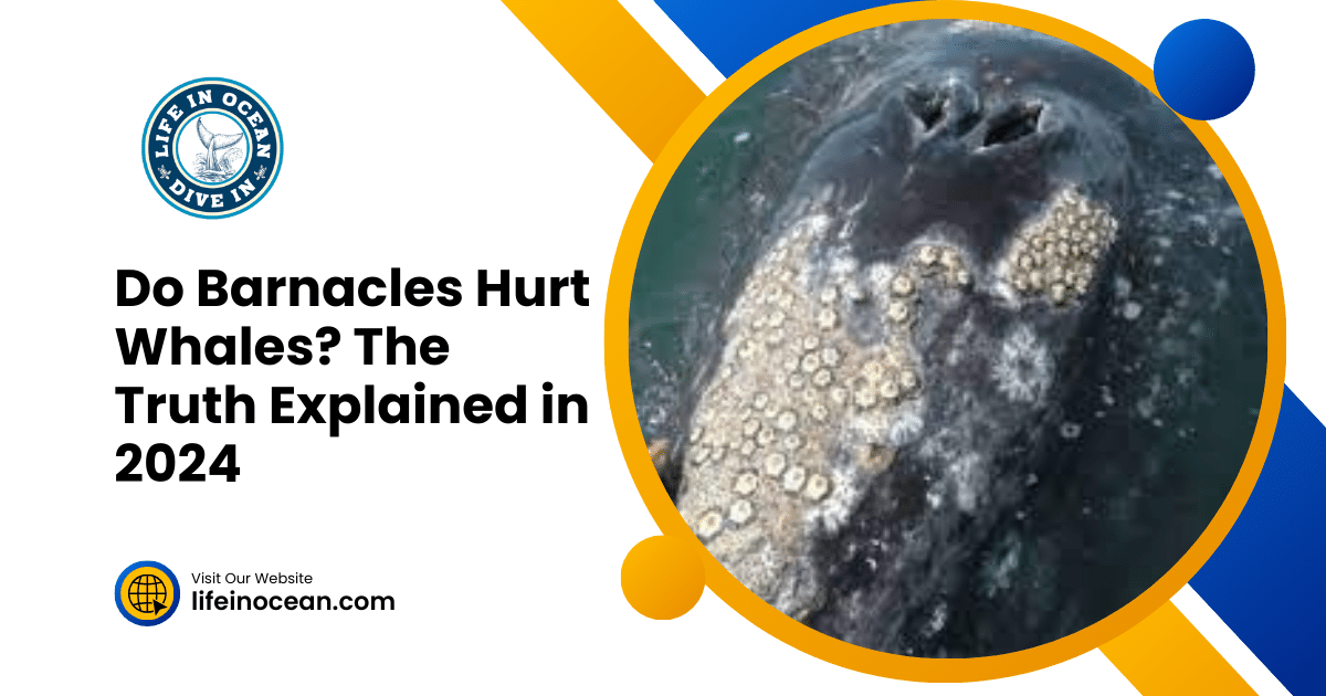 Do Barnacles Hurt Whales? The Truth Explained in 2024