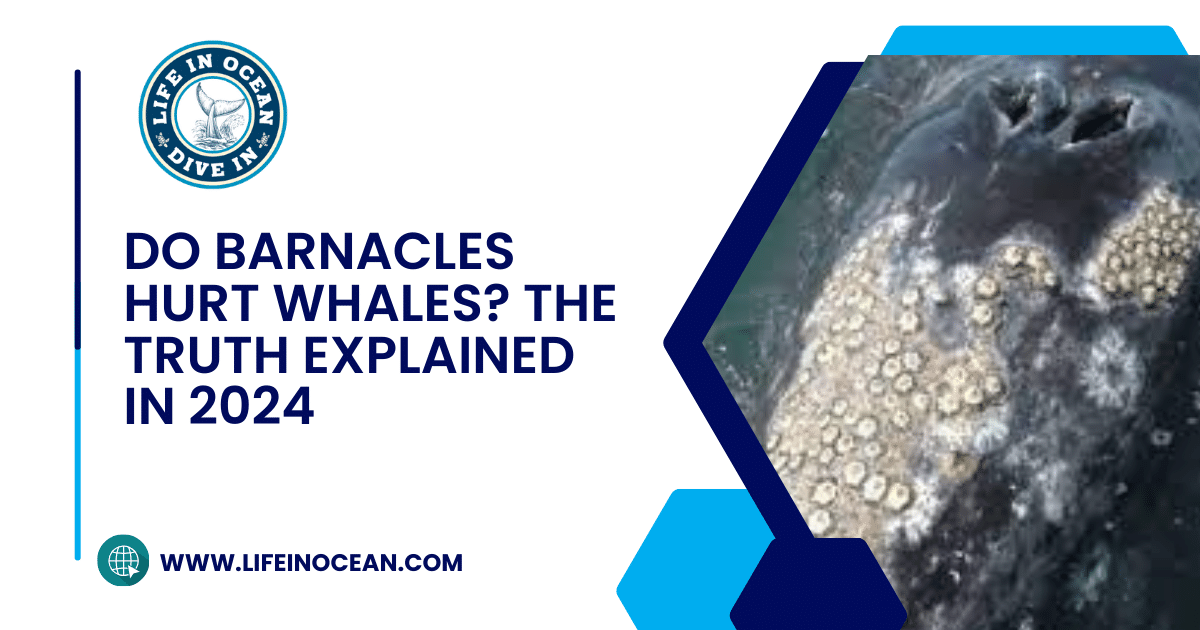 Do Barnacles Hurt Whales? The Truth Explained in 2024 - Life in Ocean