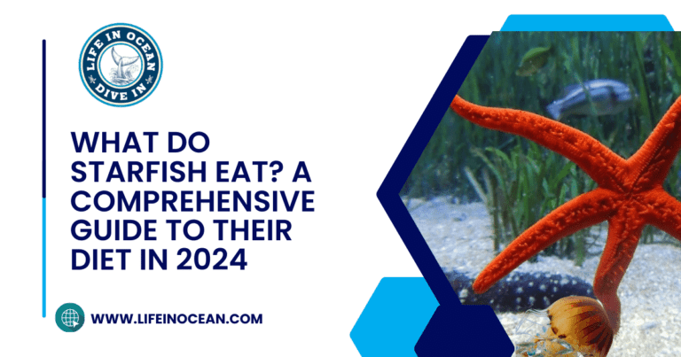 What Do Starfish Eat? A Comprehensive Guide to Their Diet in 2024