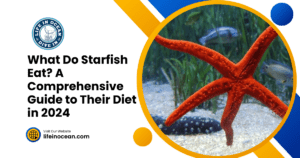 What Do Starfish Eat A Comprehensive Guide to Their Diet in 2024 Biology Diagrams