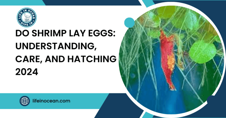 Do Shrimp Lay Eggs: Understanding, Care, and Hatching 2024