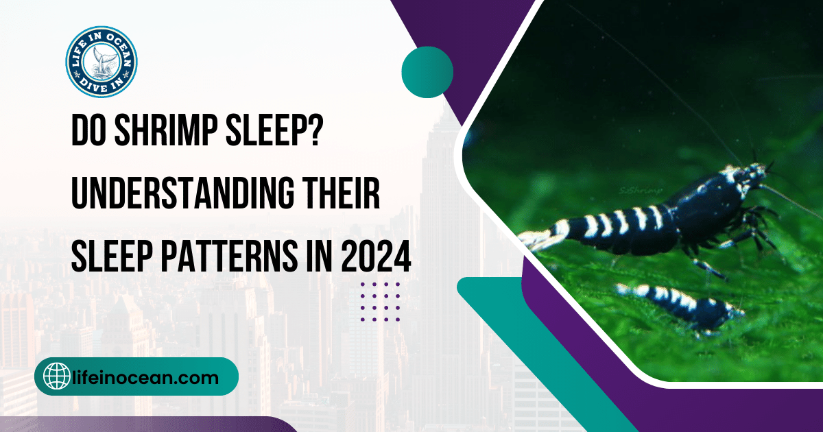 Do Shrimp Sleep? Understanding Their Sleep Patterns in 2024
