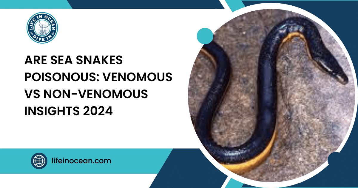 Are Sea Snakes Poisonous: Venomous vs Non-Venomous Insights 2024