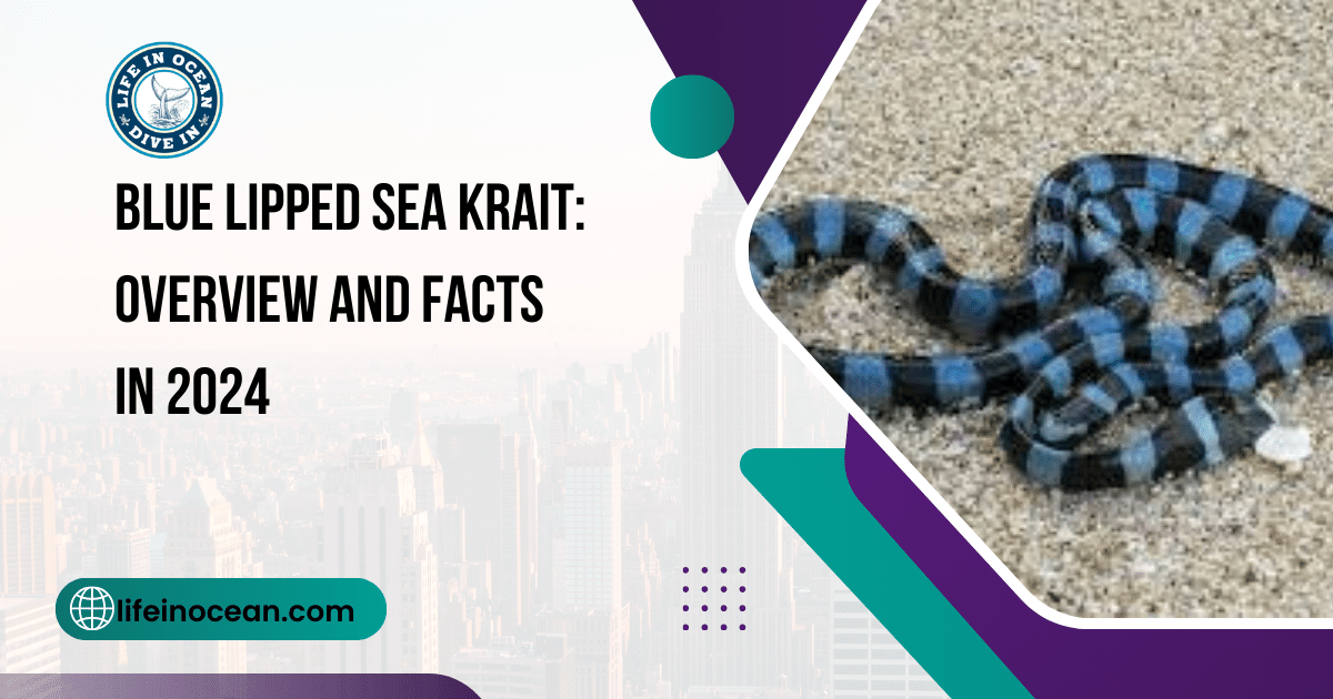 Blue Lipped Sea Krait: Overview and Facts in 2024