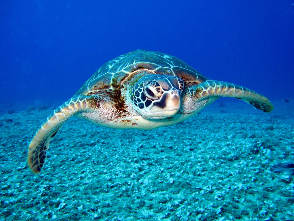 Close-up of a sea turtle gracefully swimming underwater, showcasing marine life in its natural habitat.