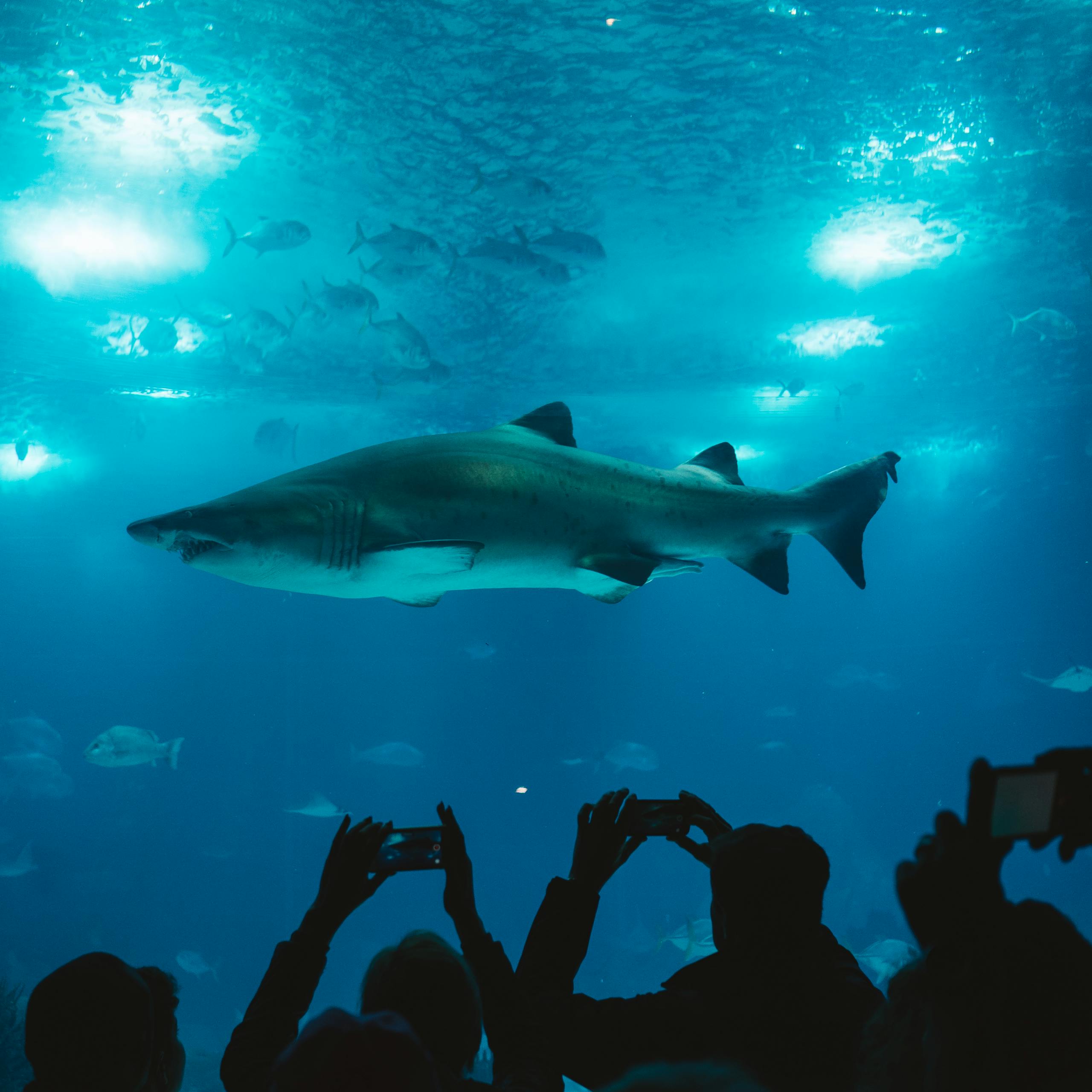 Longfin Mako Shark: A Deep Dive into Magnificent Predator