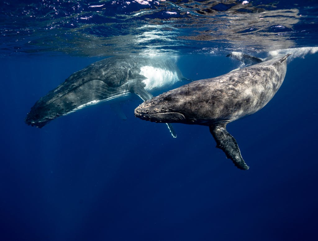 Two humpback whales swimming gracefully in the clear waters of Tonga.